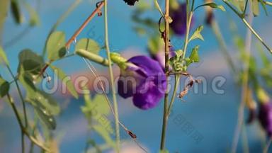 紫色豌<strong>豆花</strong>，绿叶在外面聚焦蓝色背景。